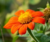 2022 09 12 LongFellowGardens 075